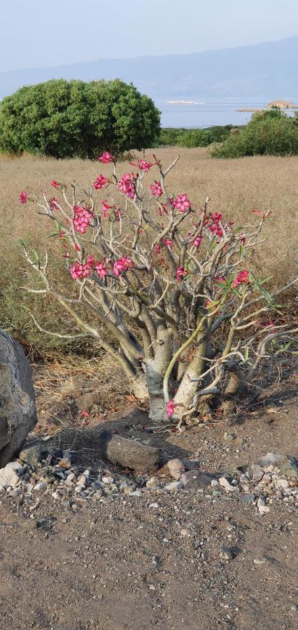 Africa Safari Serengeti Ikoma Zewnętrze zdjęcie