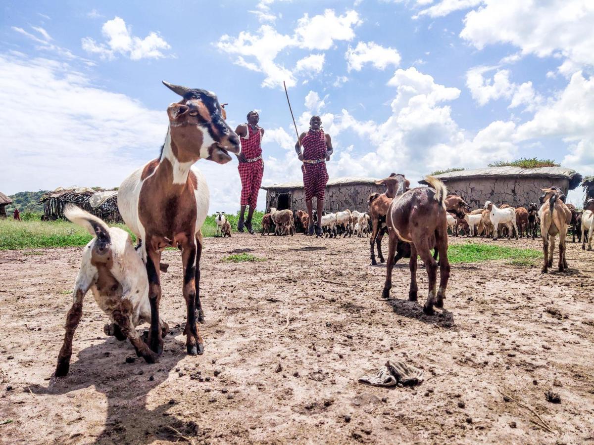 Africa Safari Serengeti Ikoma Zewnętrze zdjęcie
