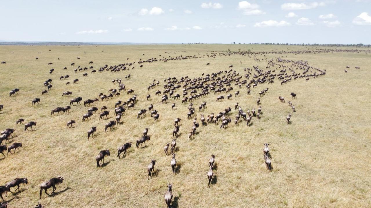 Africa Safari Serengeti Ikoma Zewnętrze zdjęcie