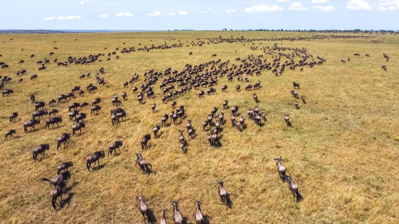Africa Safari Serengeti Ikoma Zewnętrze zdjęcie