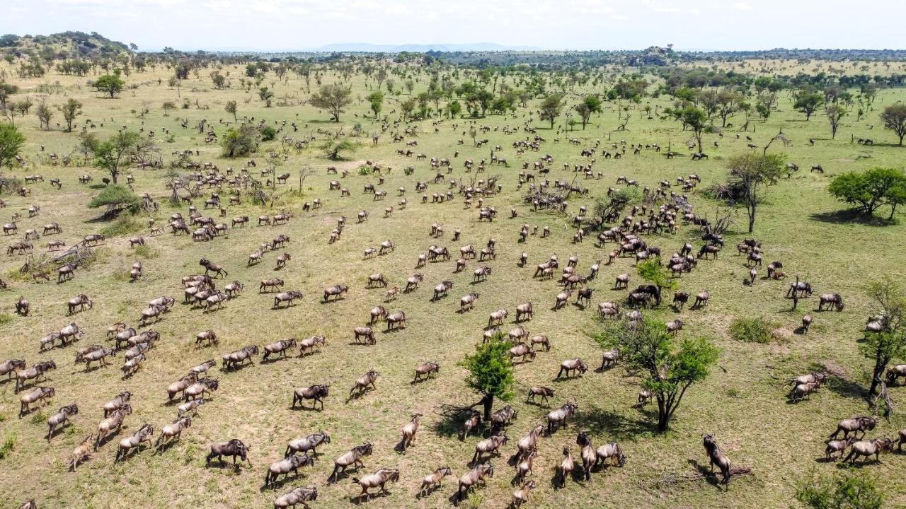Africa Safari Serengeti Ikoma Zewnętrze zdjęcie