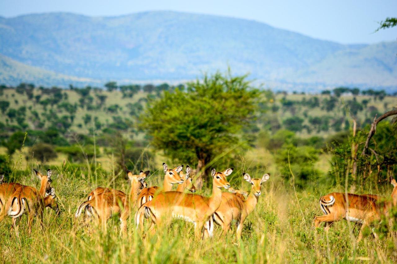 Africa Safari Serengeti Ikoma Zewnętrze zdjęcie